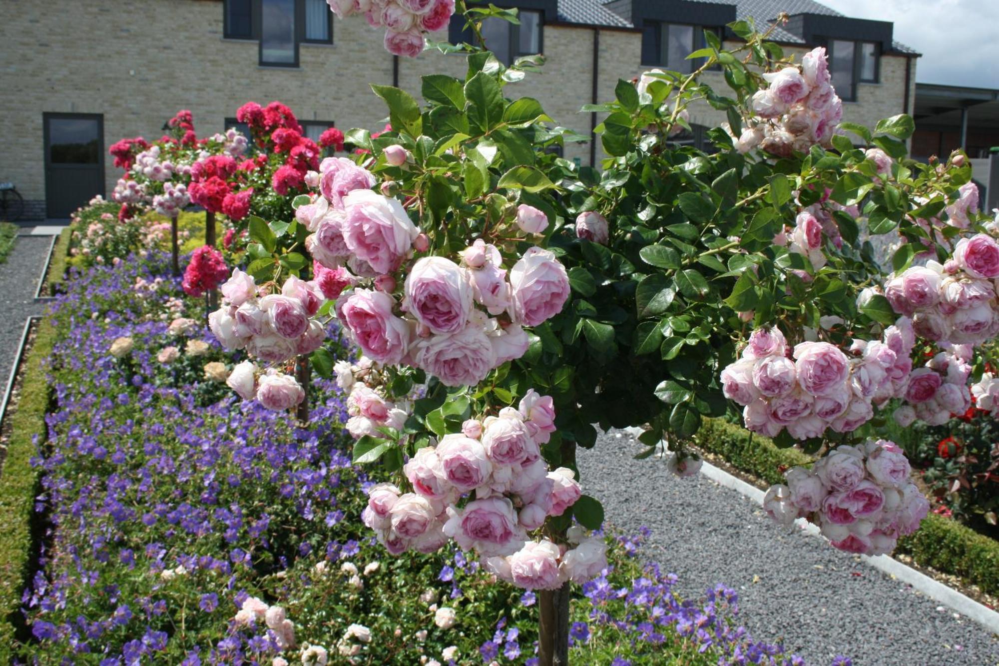 B&B La Vie En Roses 무어셀 외부 사진